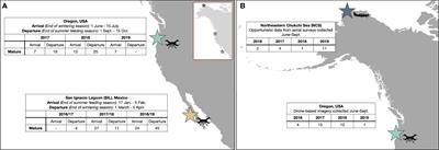 Range-Wide Comparison of Gray Whale Body Condition Reveals Contrasting Sub-Population Health Characteristics and Vulnerability to Environmental Change